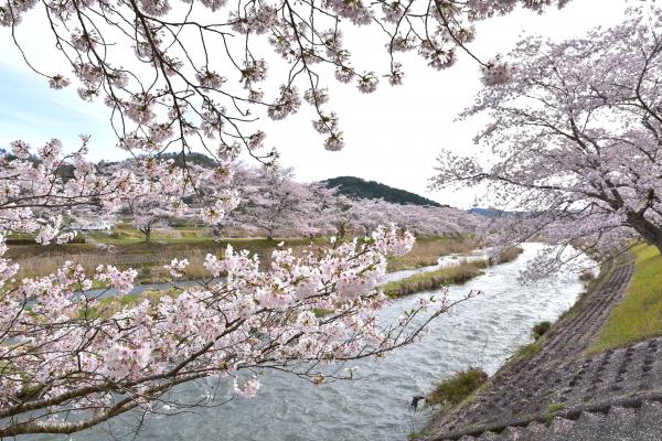 美波羅川の千本桜