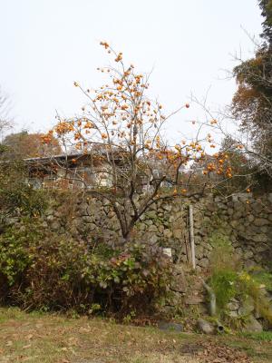放任果樹の写真