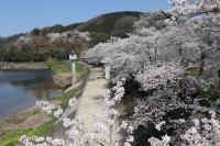 桜2