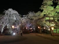 桜3