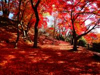 紅葉2