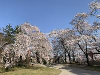 桜1