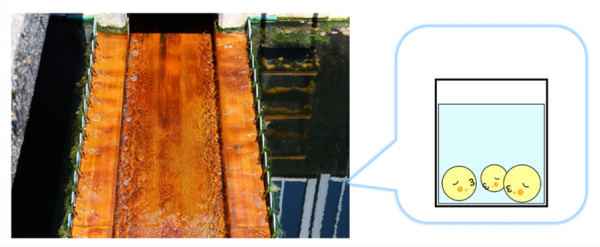 最終沈殿池の写真とイラスト