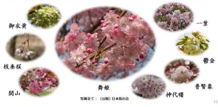 五色桜イメージ画像（日本花の会写真提供）