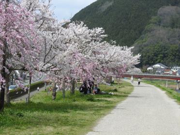 旭町公園の桜づつみ写真