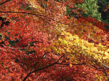 尾関山の紅葉写真