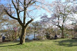平成29年4月の桜の状況写真