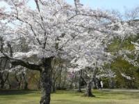 春の尾関山公園の画像