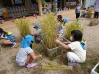 保育所の9月の画像1