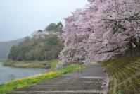 桜と菜の花の写真