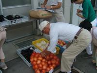 地場産野菜の出荷