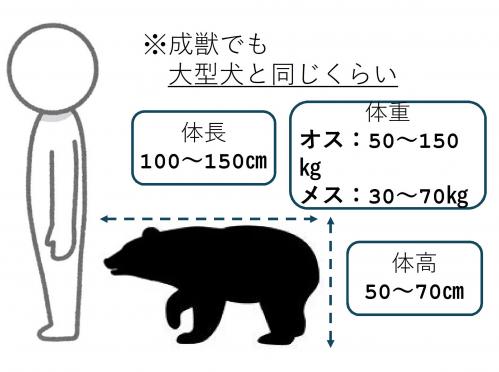 ツキノワグマの大きさ