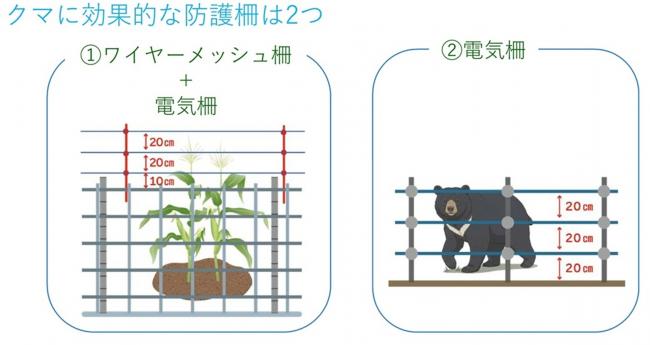 クマ防護柵