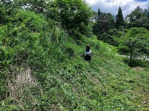 緩衝帯